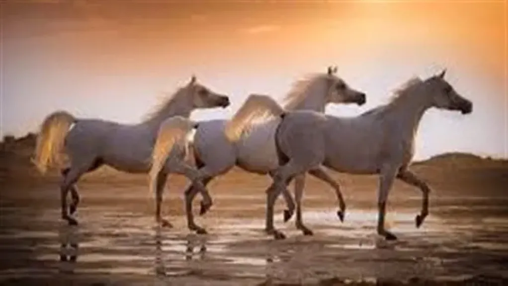 حكاية سيدنا سليمان مع الخيل