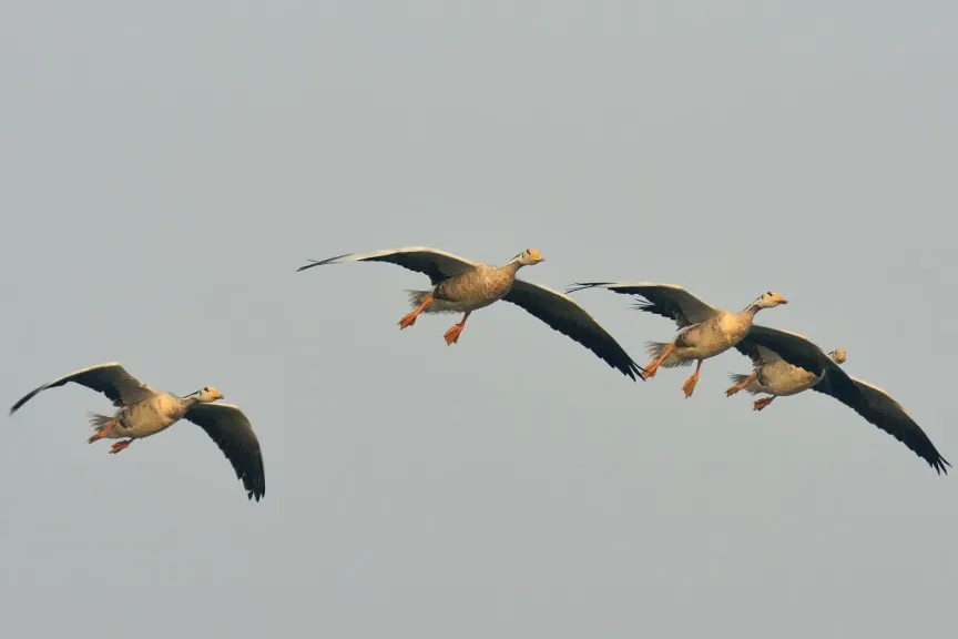 تأثير كسوف الشمس على الطيور في أمريكا الشمالية يكشف مفاجآت علمية