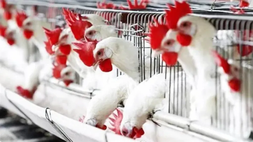 أسعار الفراخ البيضاء اليوم الاثنين 17 نوفمبر 2025 في بورصة الدواجن