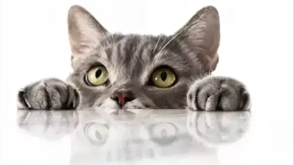 مفاجأة صادمة .. تربية القطط تزيد خطر الإصابة بالفصام