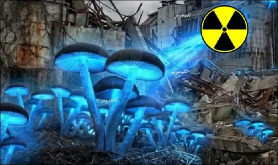 الفطر الأسود في مفاعل تشيرنوبيل .. ظاهرة علمية غامضة تحمي رواد الفضاء من الإشعاع