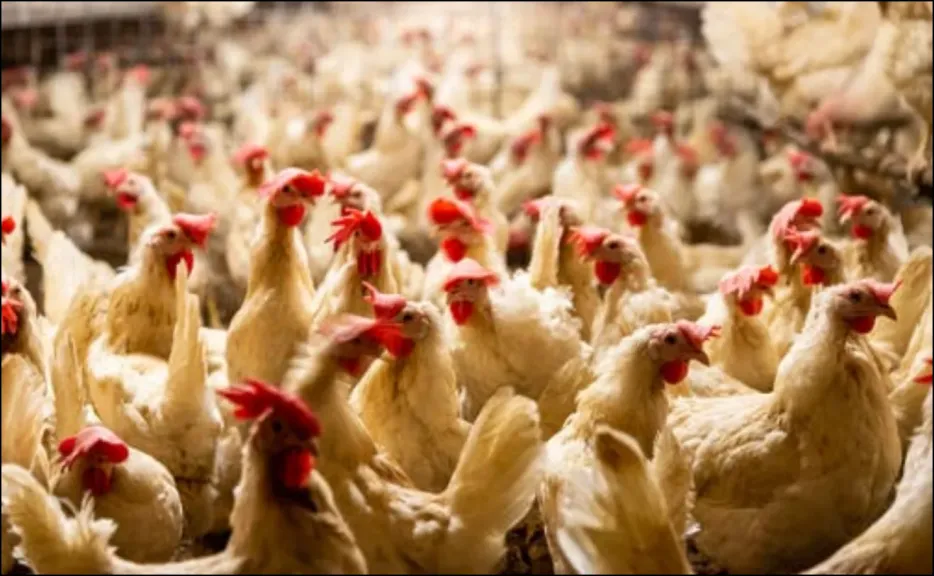 سعر بورصة الدواجن في مصر اليوم الأربعاء 31 ديسمبر 2025 – تقرير شامل من جريدة العرب 24