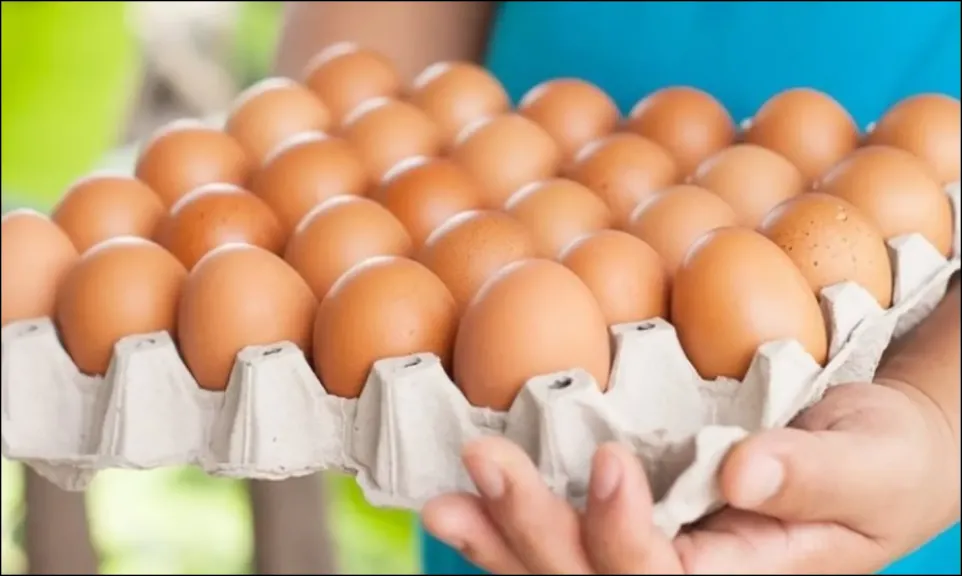 سعر البيض في مصر اليوم الأربعاء 31 ديسمبر 2025 – تقرير شامل من جريدة العرب 24