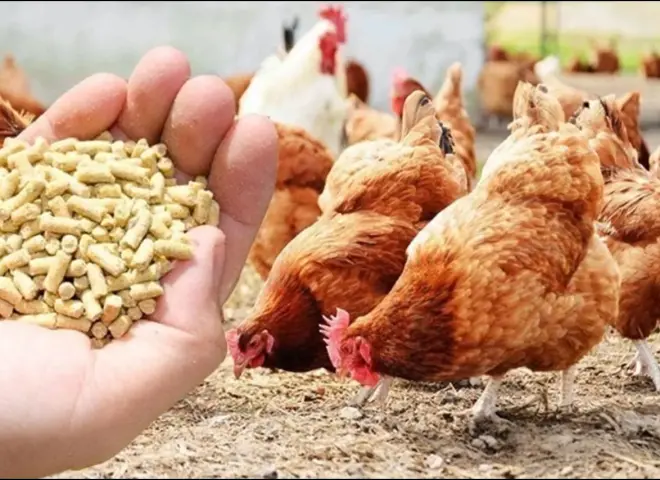 سعر علف الدواجن اليوم  الإثنين 5-1-2026 في مصر – متابعة لحظية من جريدة العرب 24