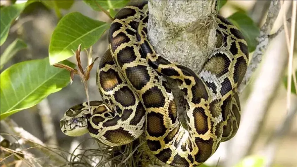 شيخوخة الثعابين.. أسرار صادمة عن أكثر الزواحف غموضًا
