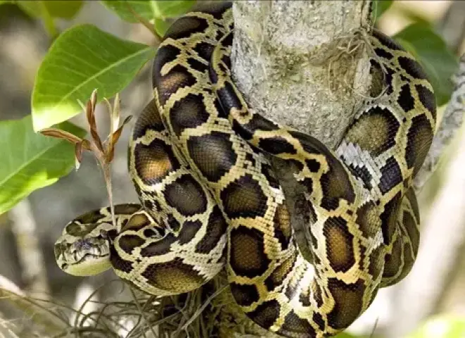 شيخوخة الثعابين.. أسرار صادمة عن أكثر الزواحف غموضًا