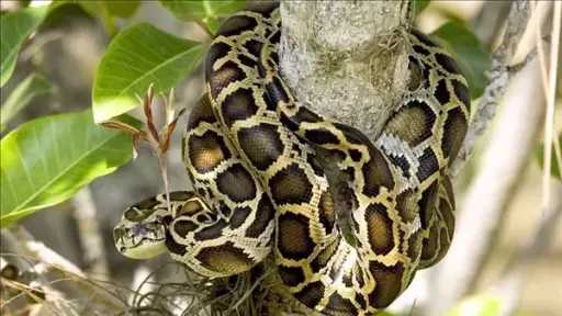 شيخوخة الثعابين.. أسرار صادمة عن أكثر الزواحف غموضًا