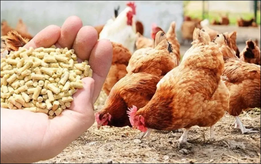 سعر علف الدواجن اليوم  الجمعة 9-1-2026 في مصر – متابعة لحظية من جريدة العرب 24